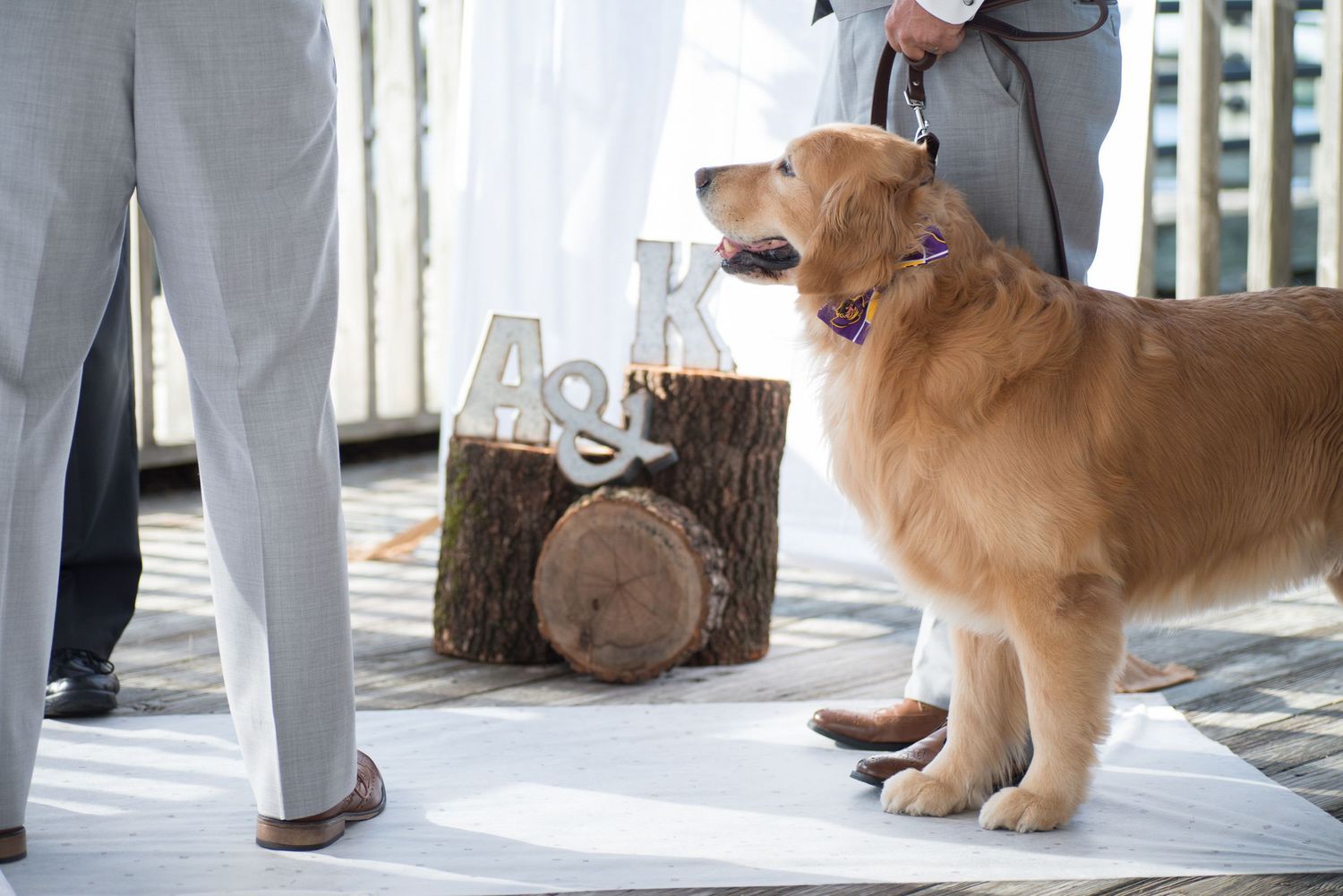Adorable golden retriever dog wearing purple collar stands near rustic log decor at outdoor wedding.