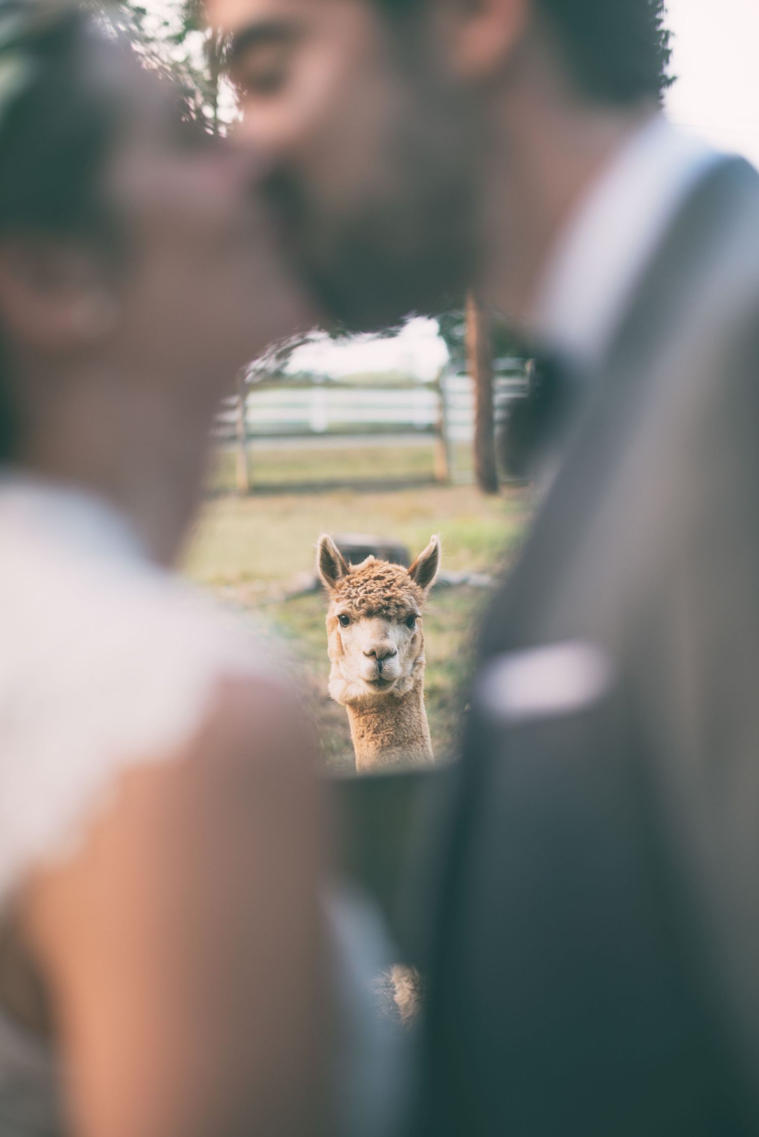Alpaca photobombs wedding couple kissing at rustic farm venue.