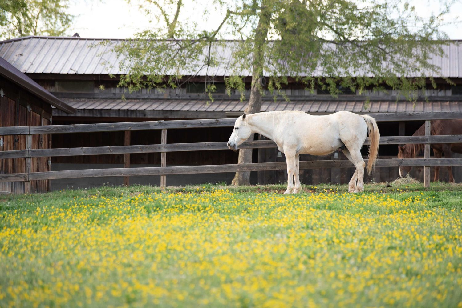 White horse standing in a green field with yellow wildflowers beside a rustic wooden barn fence.