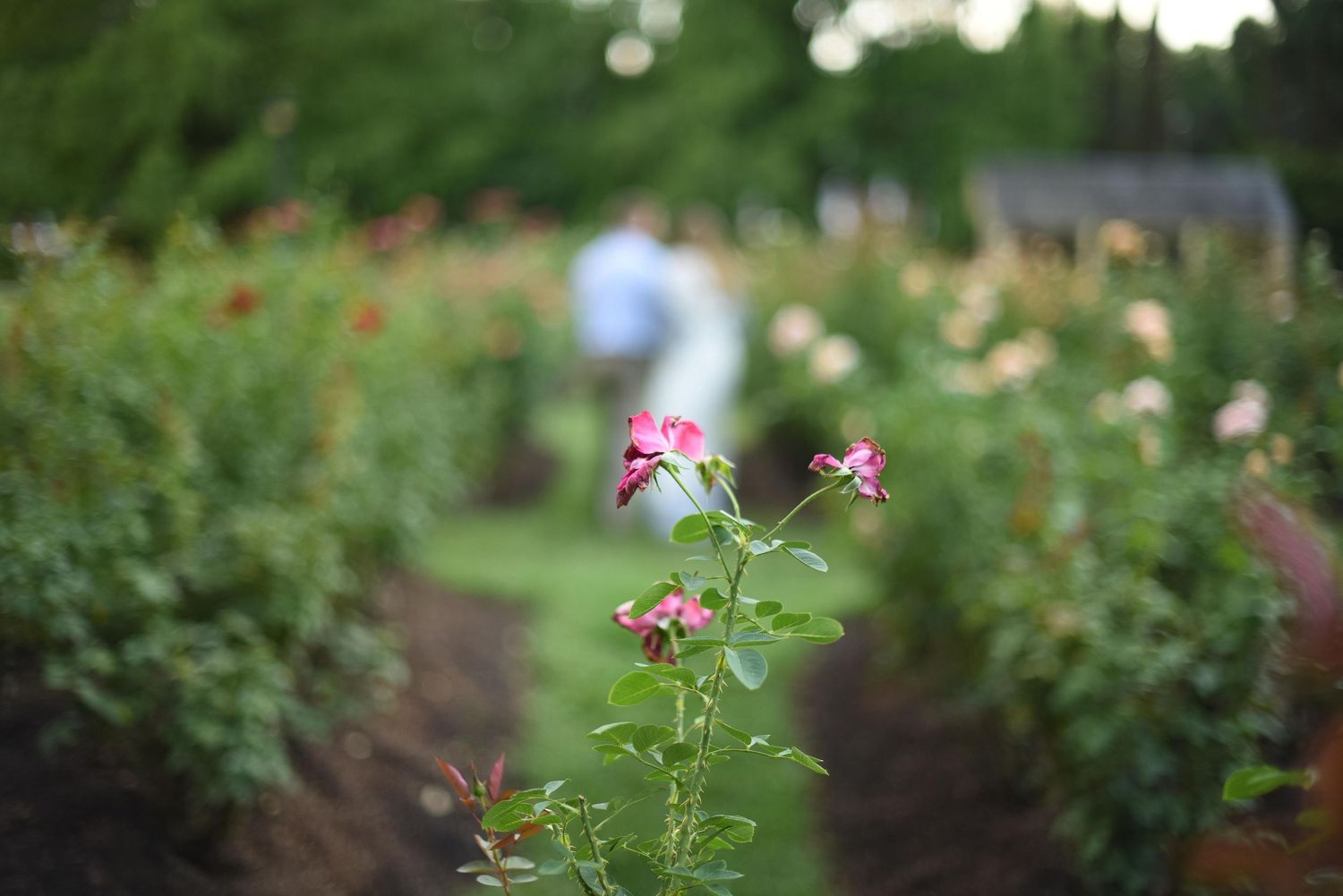 Pink roses bloom in a lush garden with a blurred couple walking among green rose bushes in soft evening light.