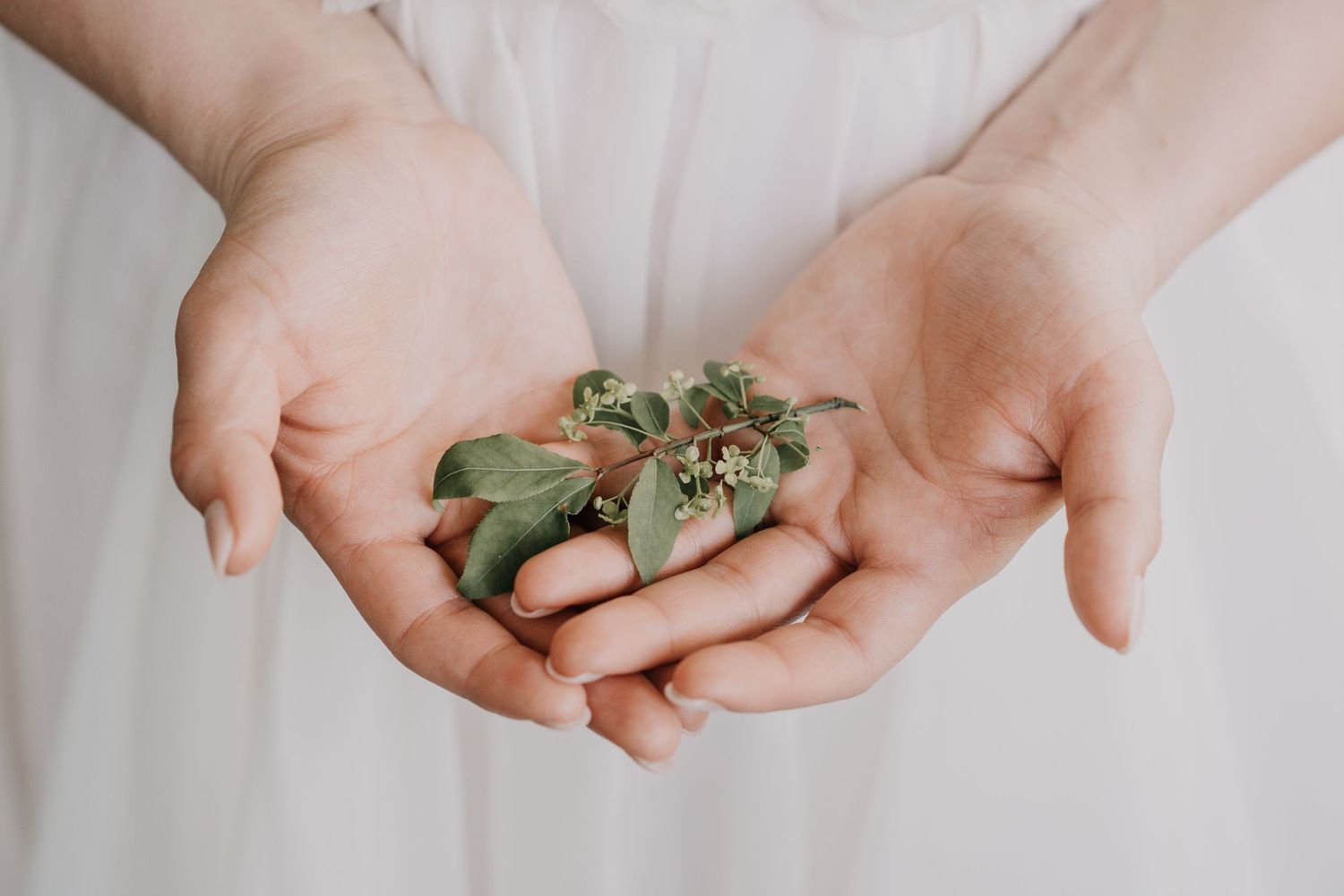 Close-up of hands gently holding small green leaves and delicate flowers against white background.