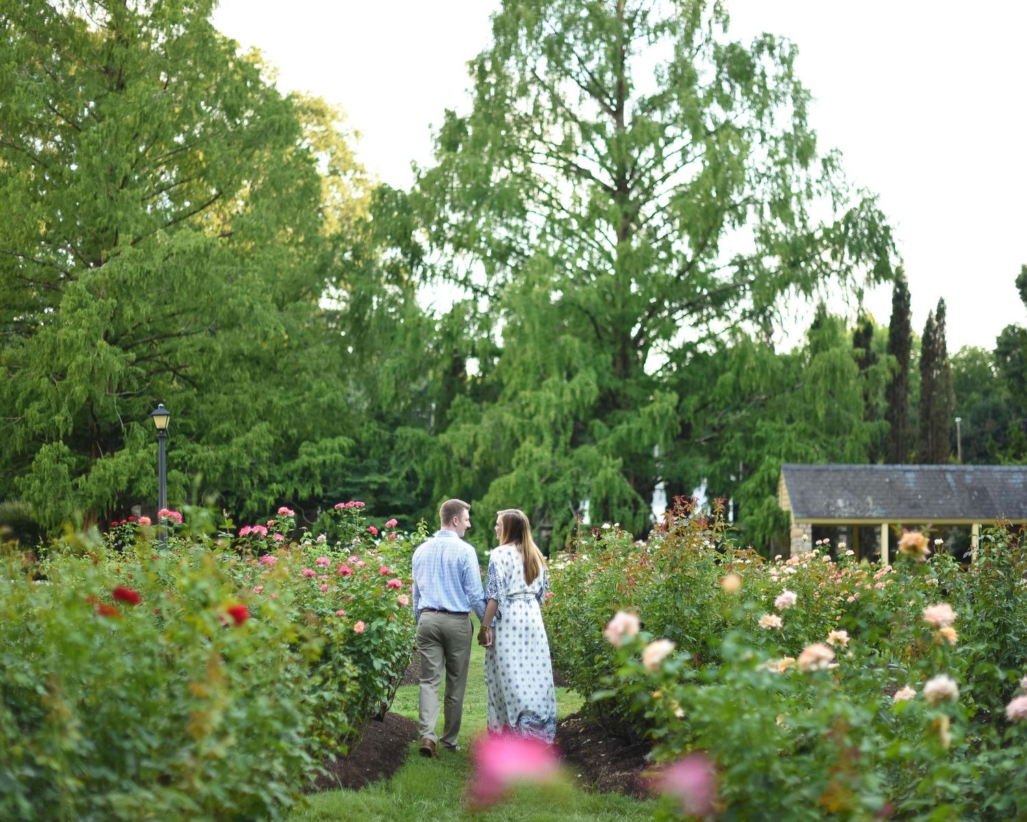 Couple walking hand in hand through a lush rose garden surrounded by tall green trees at dusk.