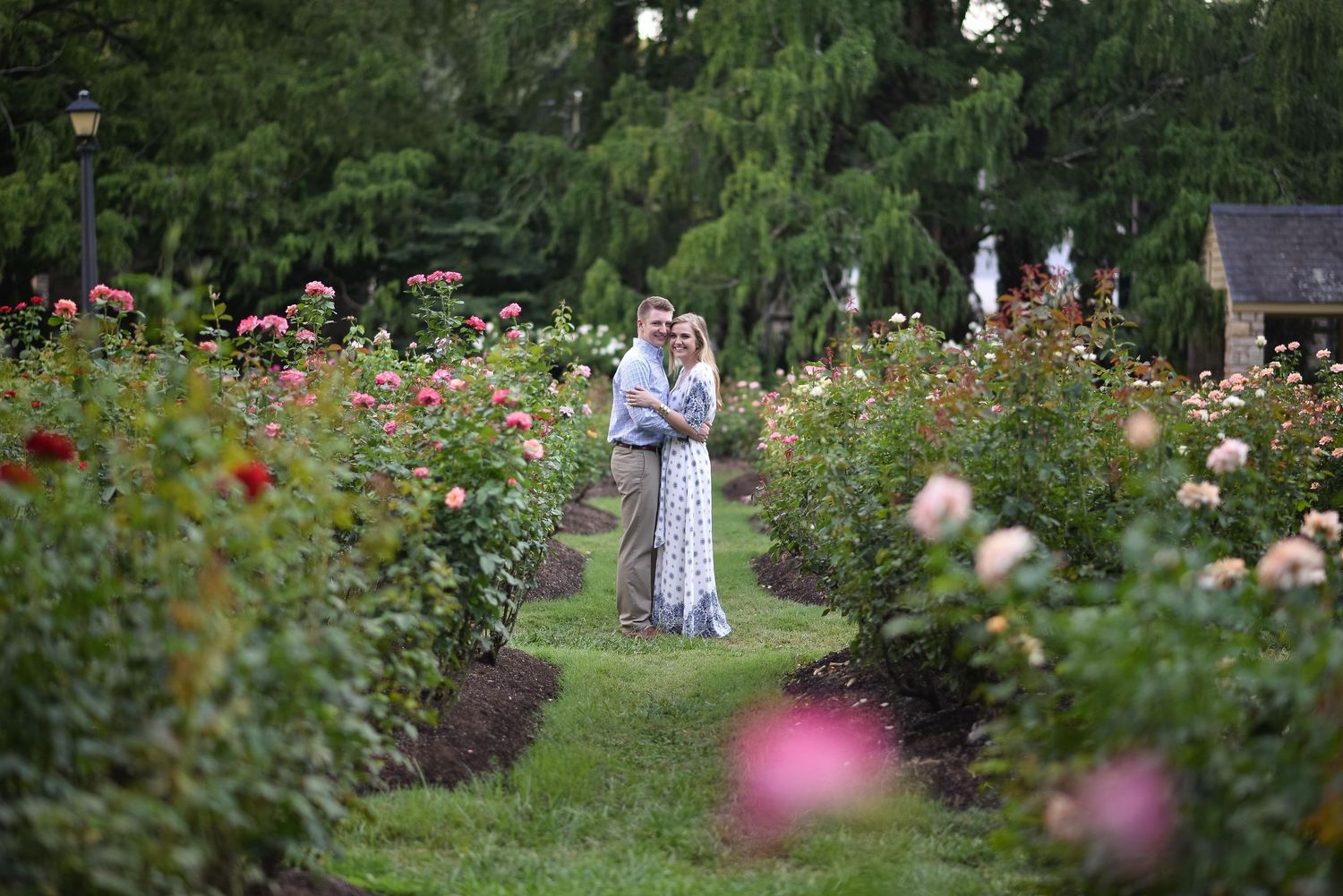 Romantic couple embracing in a beautiful rose garden surrounded by colorful blooming flowers.