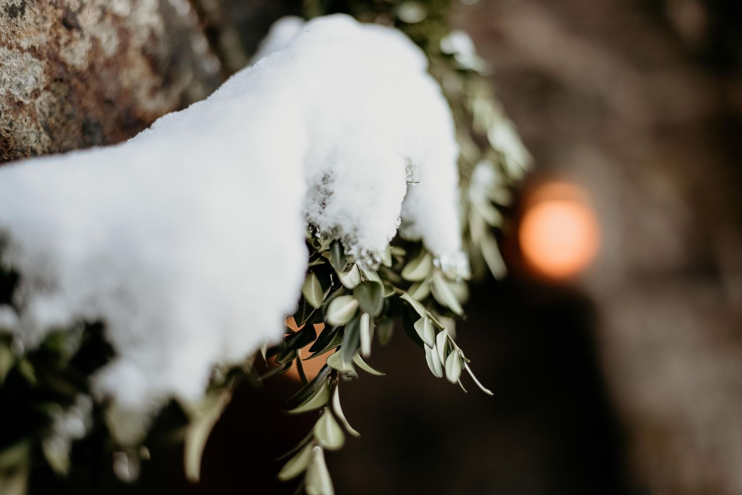 Snow-covered evergreen branch with small green leaves and a blurred orange light bokeh in the background.