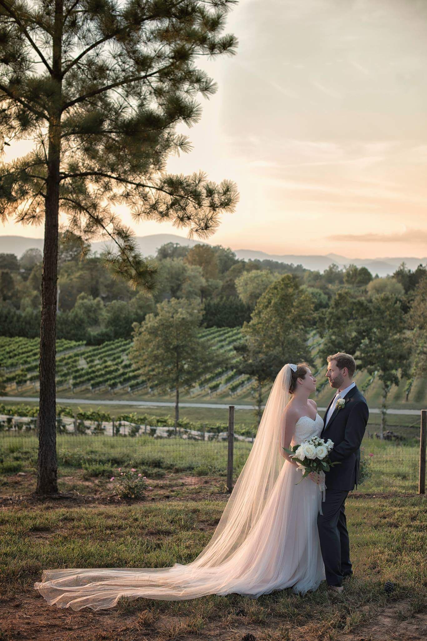 Bride and groom embracing near a pine tree overlooking a vineyard at golden hour sunset.