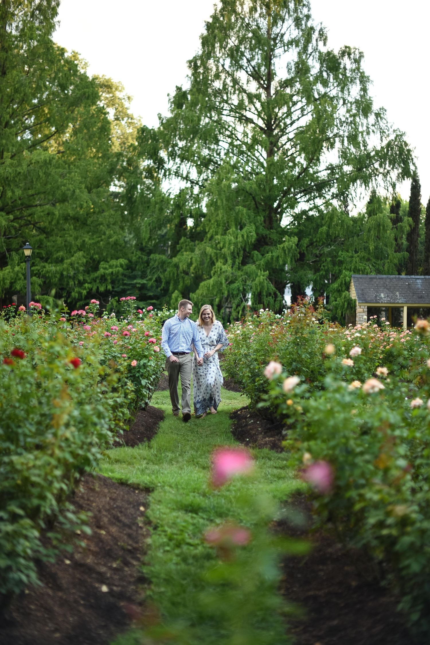 Happy couple walking hand-in-hand through a vibrant rose garden at dusk.
