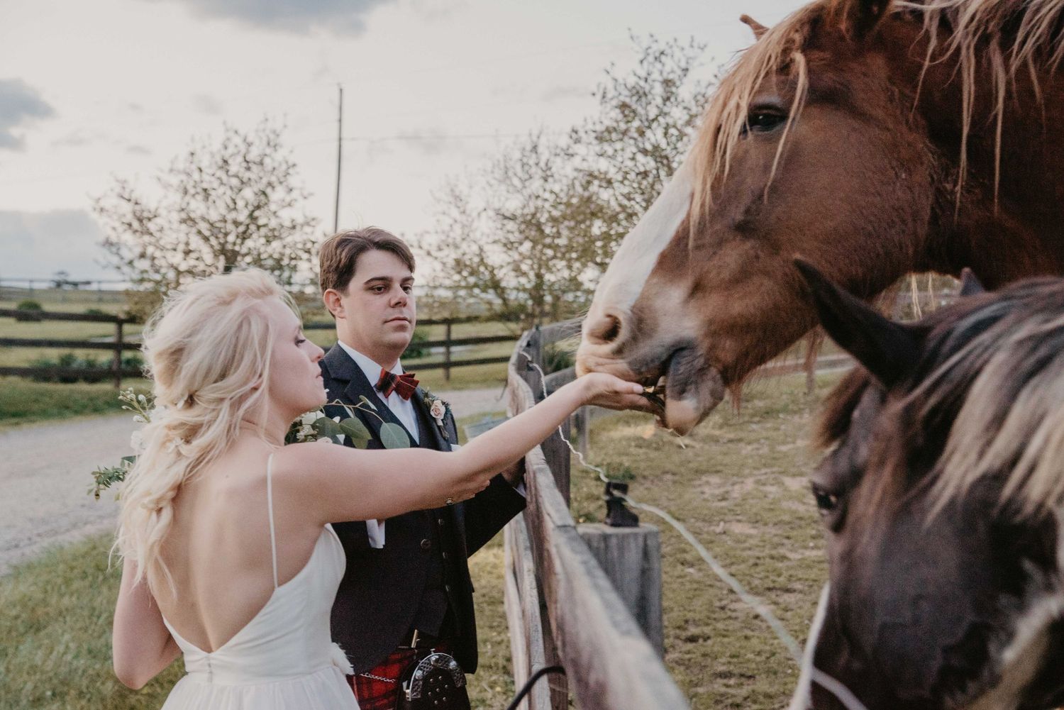 Bride and groom feeding brown horses over a fence at a rustic farm wedding venue.