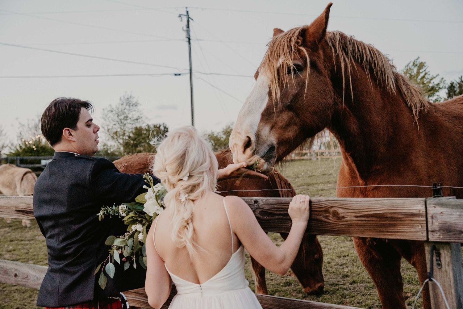 Bride and groom in wedding attire feeding a chestnut horse over a wooden fence at a rustic farm venue.