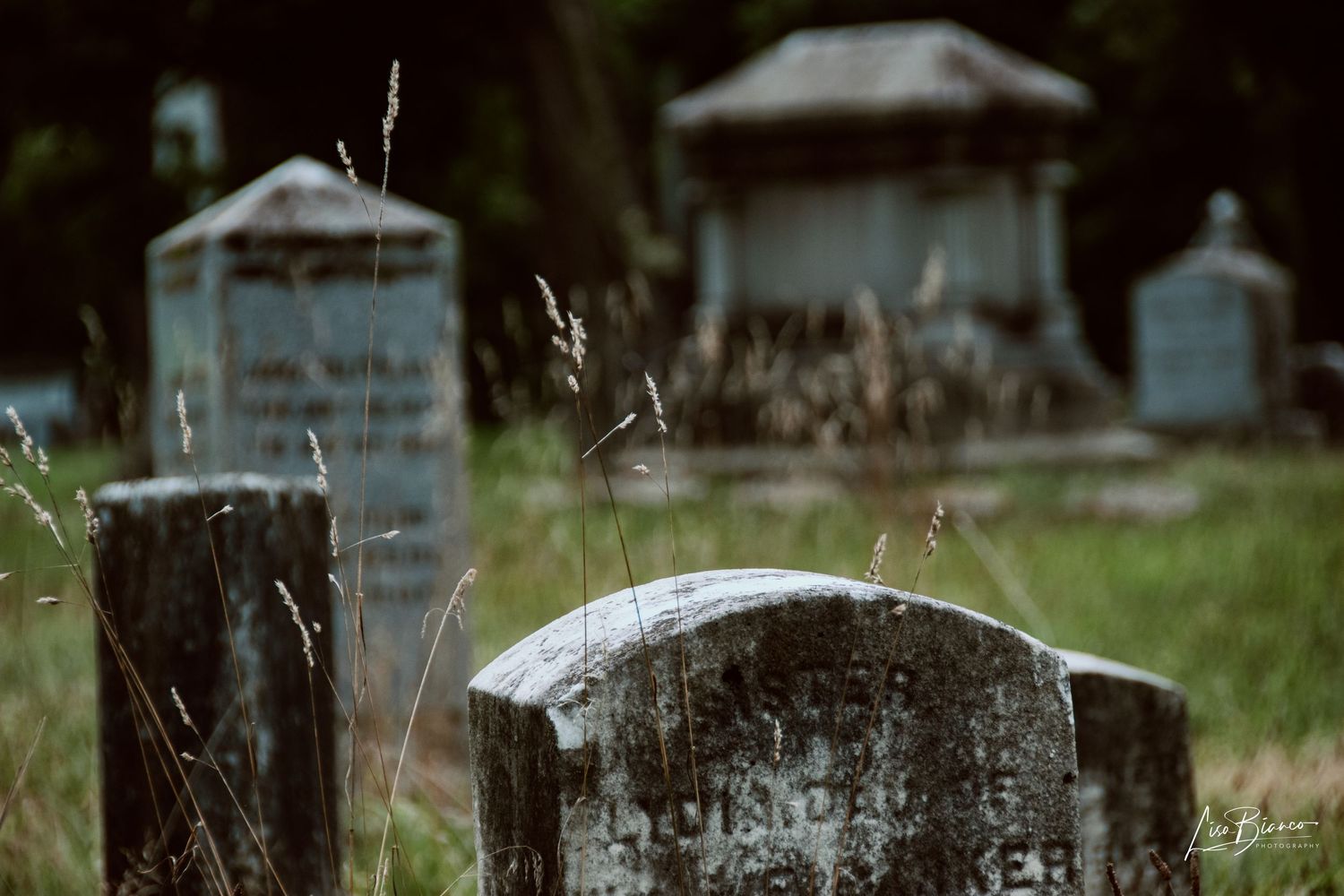 Weathered gravestones in an overgrown cemetery with tall grass and blurred monuments in the background.
