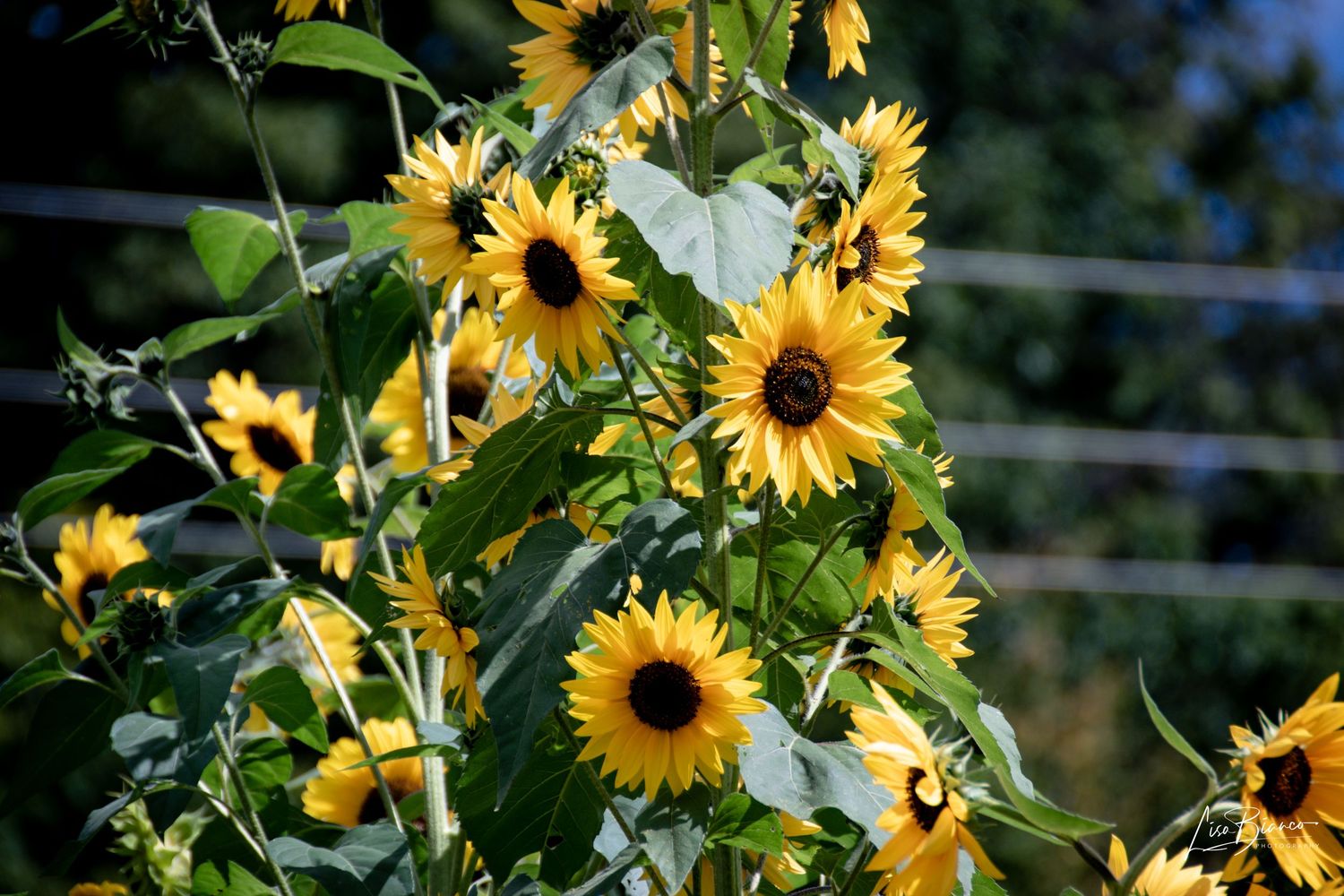 Bright yellow sunflowers blooming on a vine trellis with lush green leaves in a sunny garden setting.