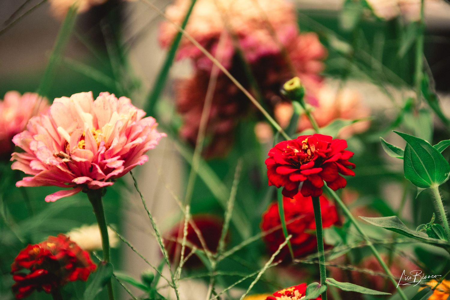 Vibrant pink and red zinnia flowers blooming among green stems in a garden setting.