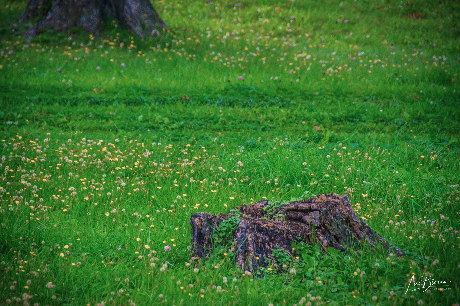 A weathered tree stump sits in a lush green meadow dotted with small yellow wildflowers near a large tree trunk.
