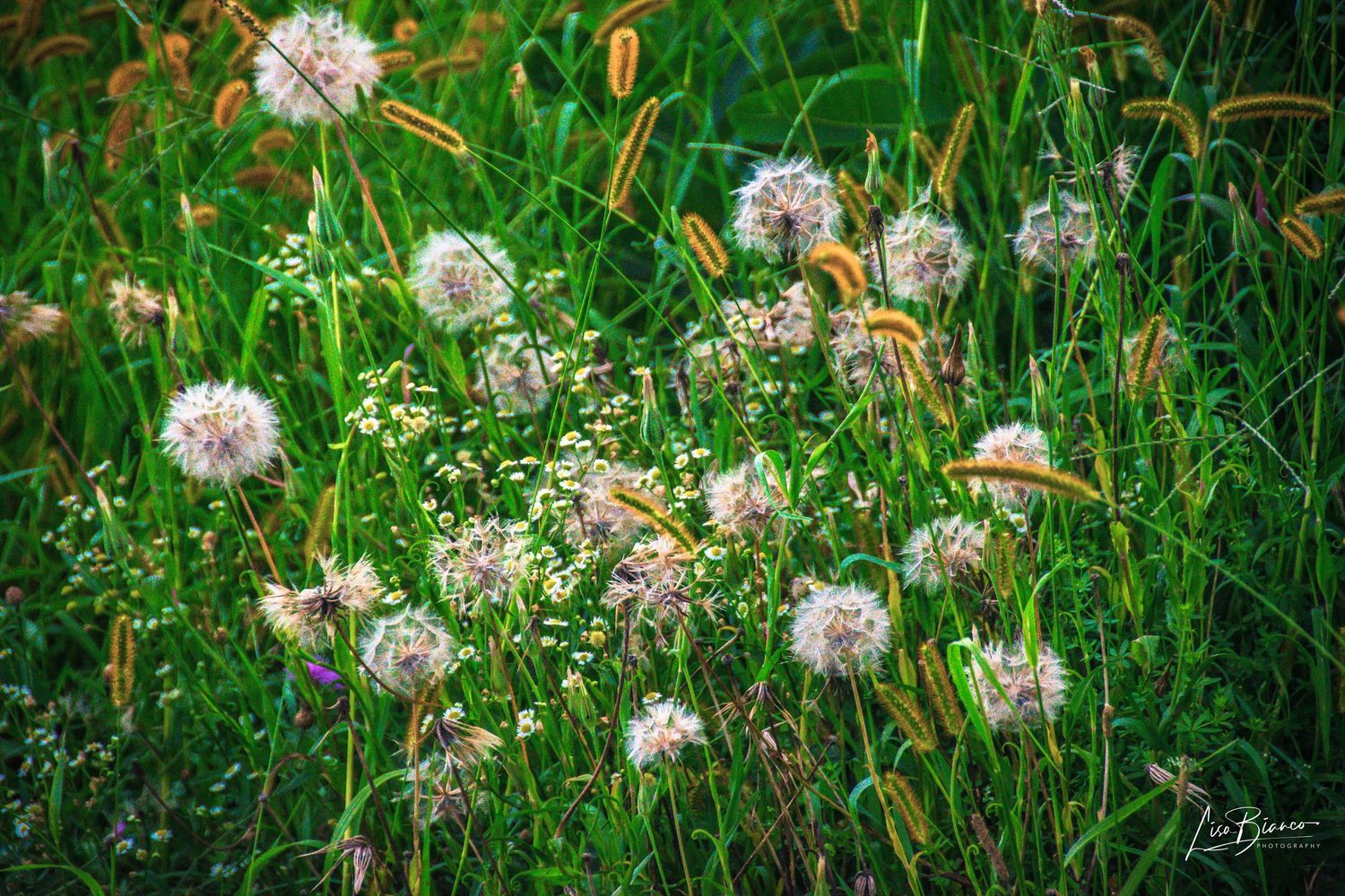 Lush green meadow filled with white dandelion seed heads and wildflowers in soft natural light.