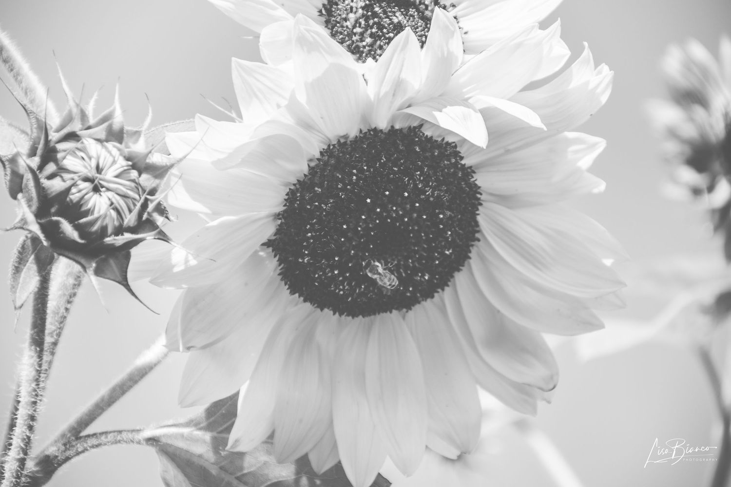 Black and white macro photo of a sunflower in full bloom with a dark center and delicate petals.