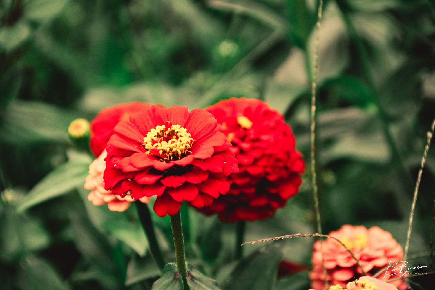 Vibrant red zinnia flowers in full bloom with yellow centers, surrounded by lush green foliage in a garden setting.