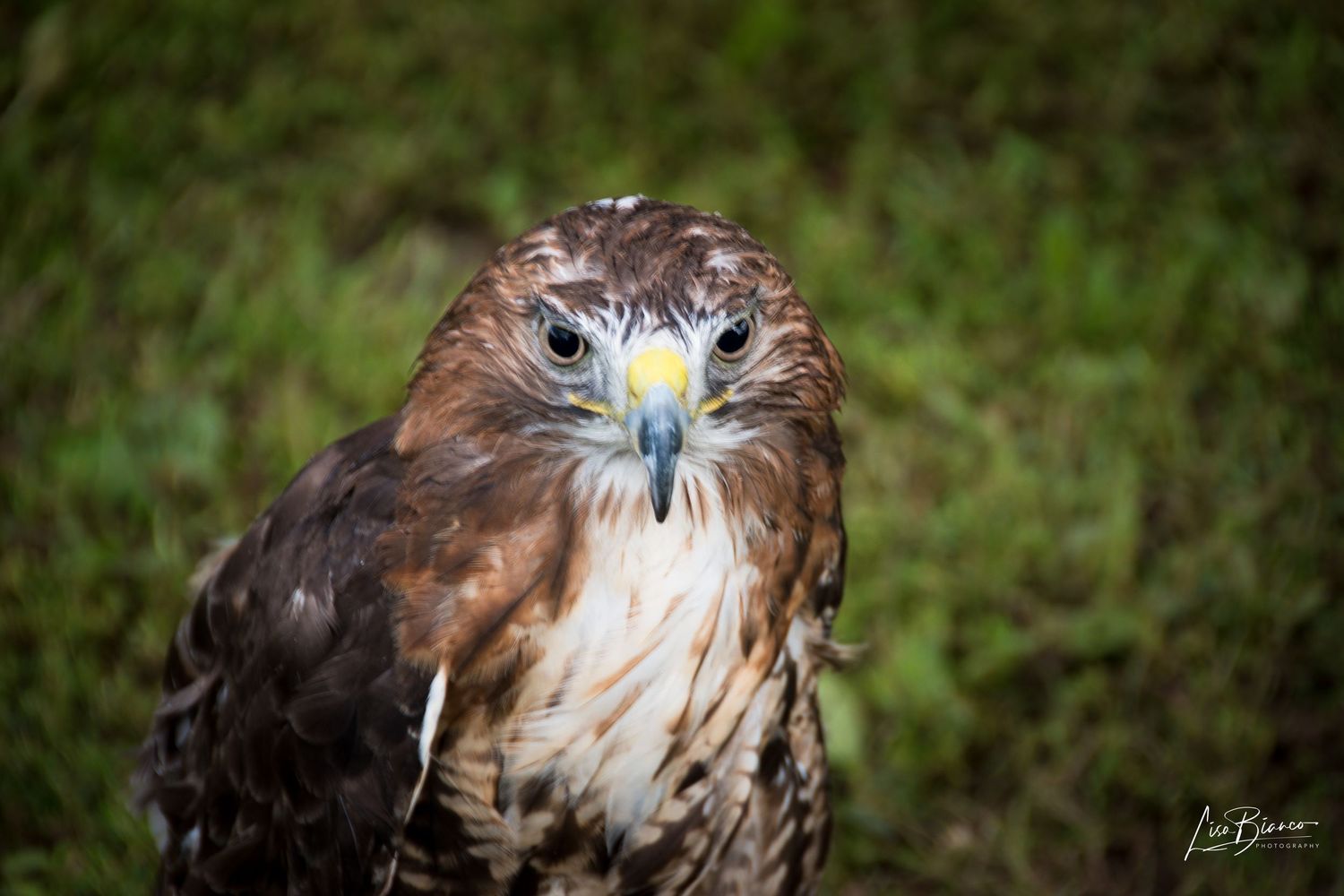 Close-up portrait of a red-tailed hawk with piercing yellow eyes and brown plumage against a green grass background.