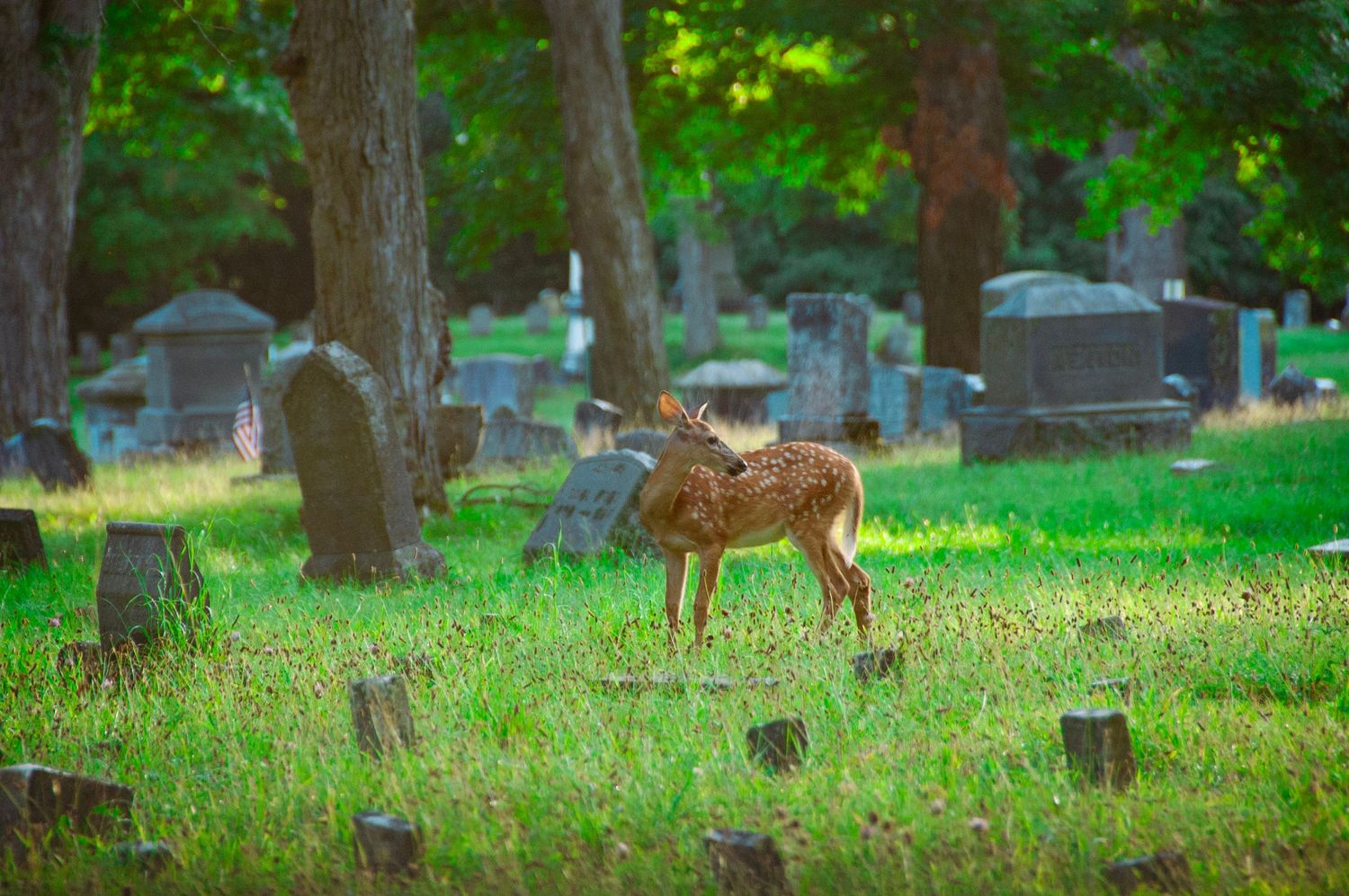 A young spotted fawn stands among ancient gravestones in a lush green cemetery surrounded by tall trees.