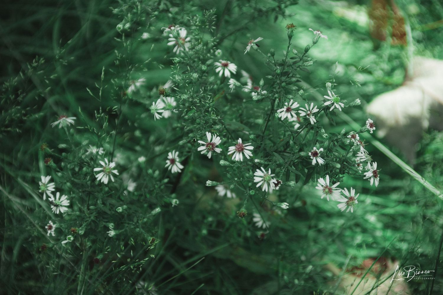 Small white wildflowers bloom among lush green foliage in a natural garden setting.