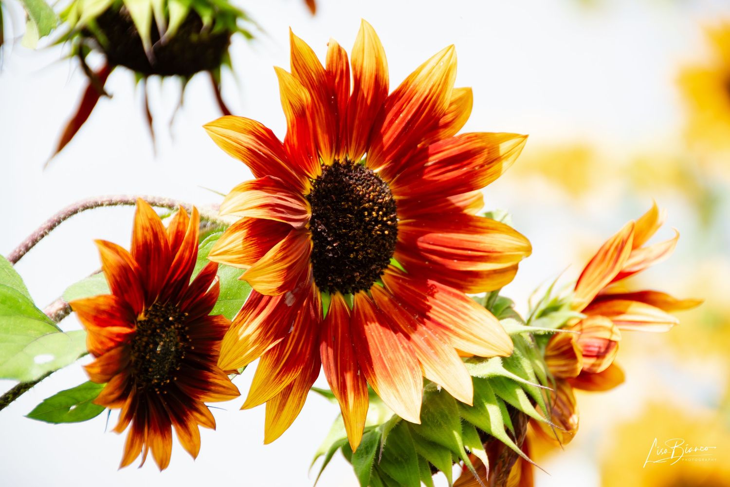 Vibrant red and orange sunflowers with dark centers bloom against a bright white sky background.