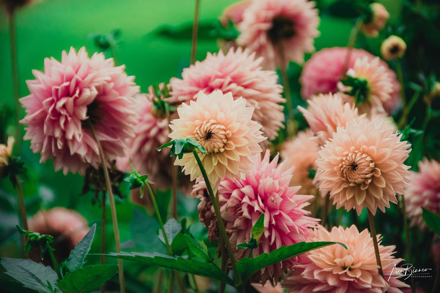 Lush pink dahlia flowers in full bloom surrounded by green foliage in a garden setting.