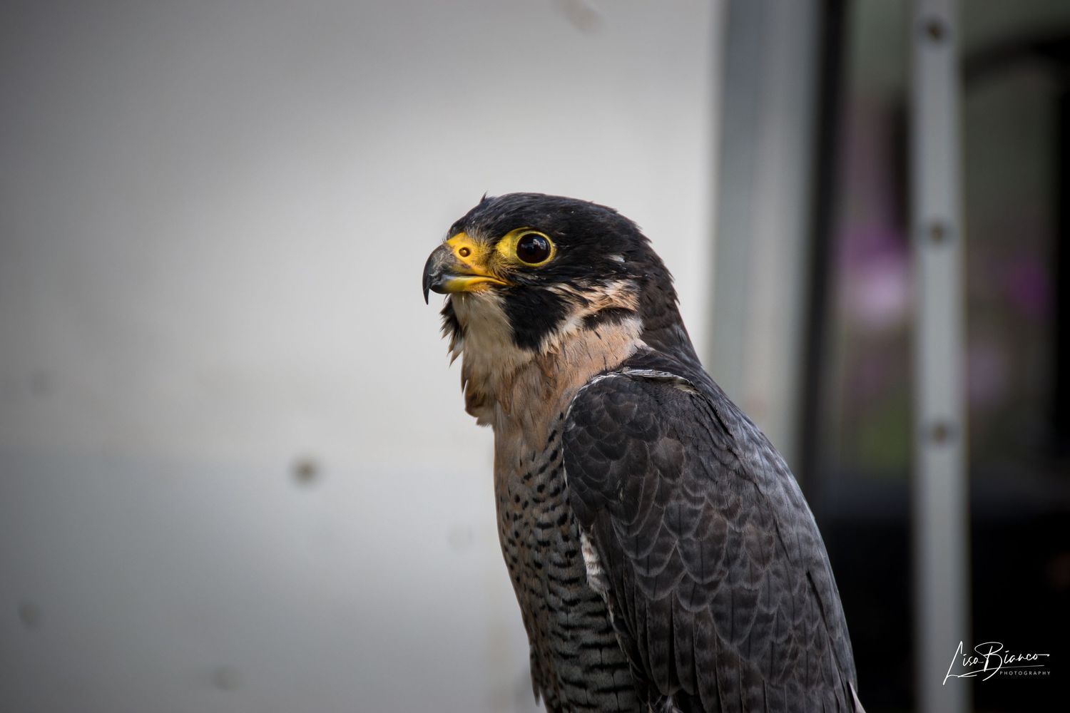 Close-up portrait of a peregrine falcon with striking yellow eye ring and beak, showcasing detailed dark plumage.