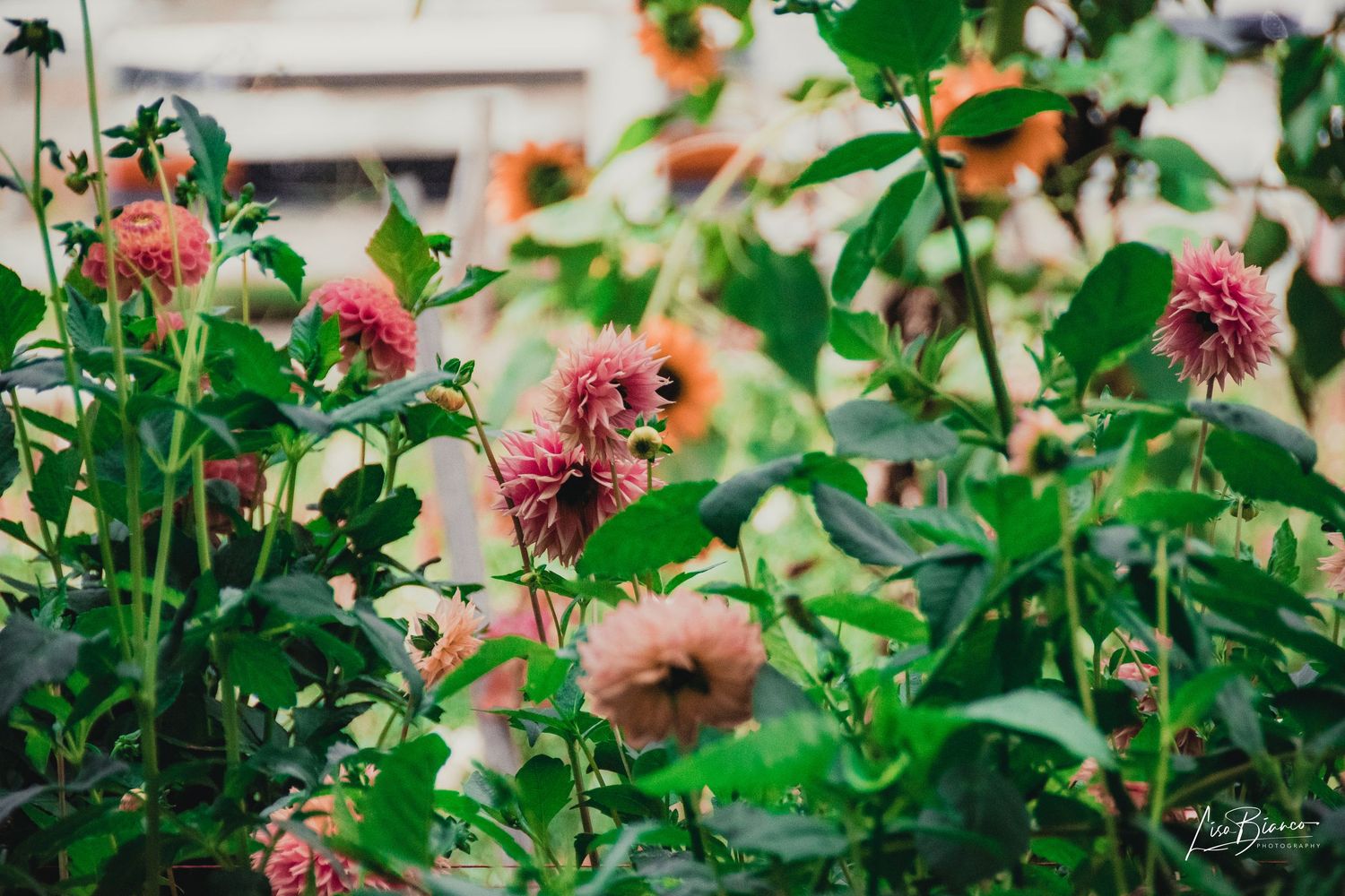 Pink dahlia flowers blooming among lush green stems in a garden, with a bee pollinating the blossoms.