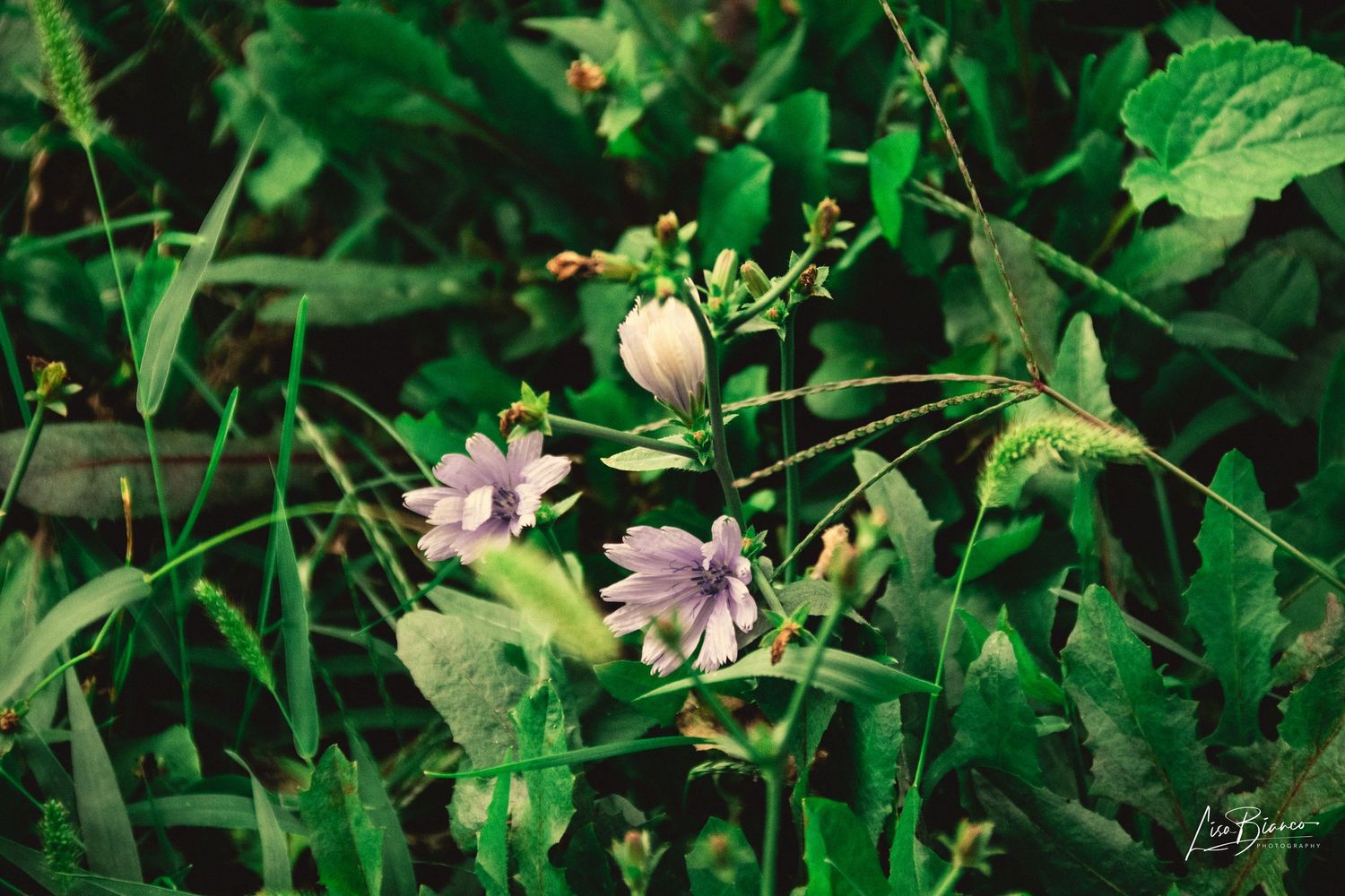 Delicate purple wildflowers blooming among lush green leaves and grass in a natural garden setting.