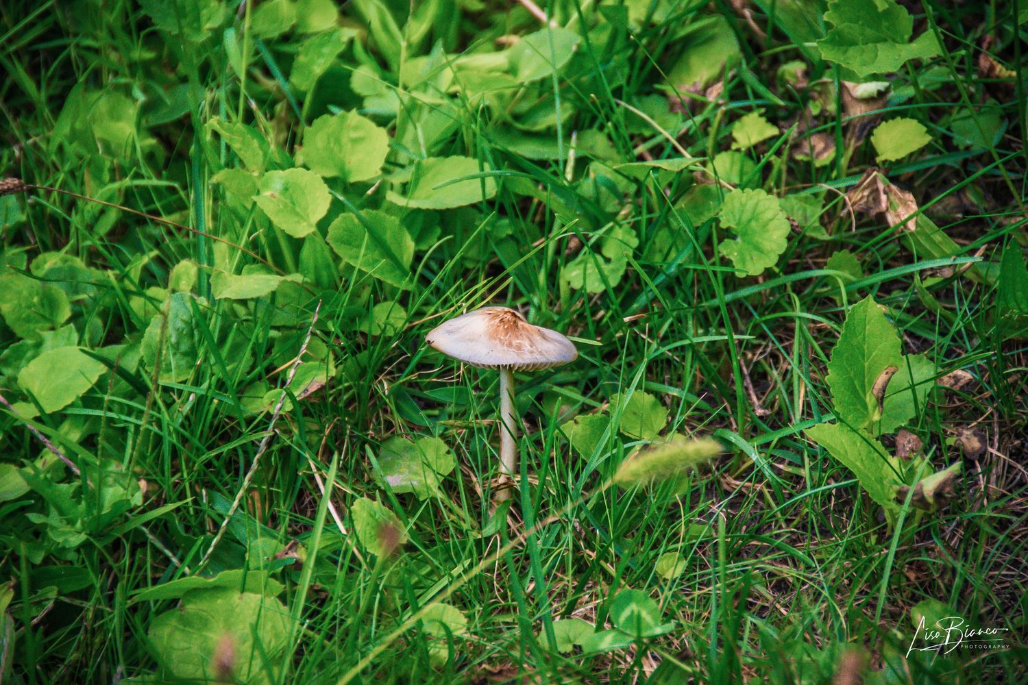 A small wild mushroom grows among lush green clover and grass in a natural woodland setting.