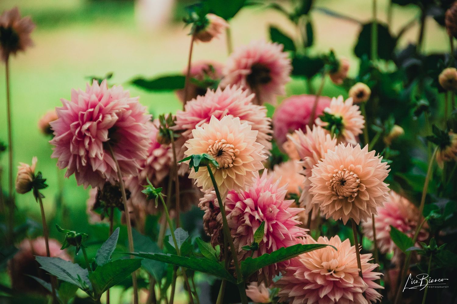 Pink and peach dahlia flowers blooming in a lush garden with green foliage in soft focus background.