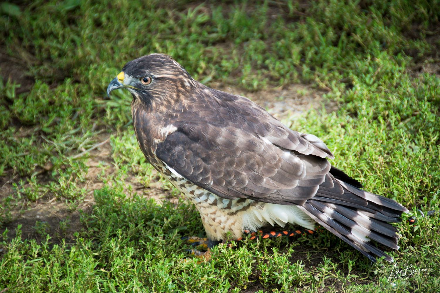 A brown hawk standing on green grass, showcasing its detailed feathers and sharp beak in a natural outdoor setting.