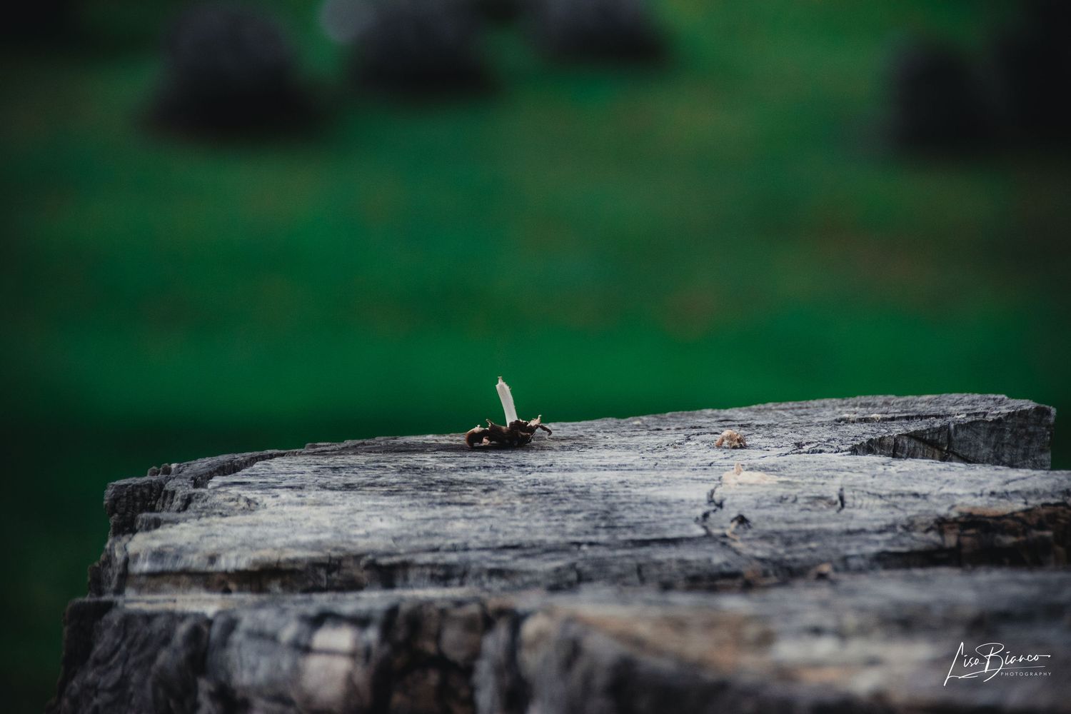 A tiny seedling sprouting from a weathered tree stump with a blurred green meadow in the background.