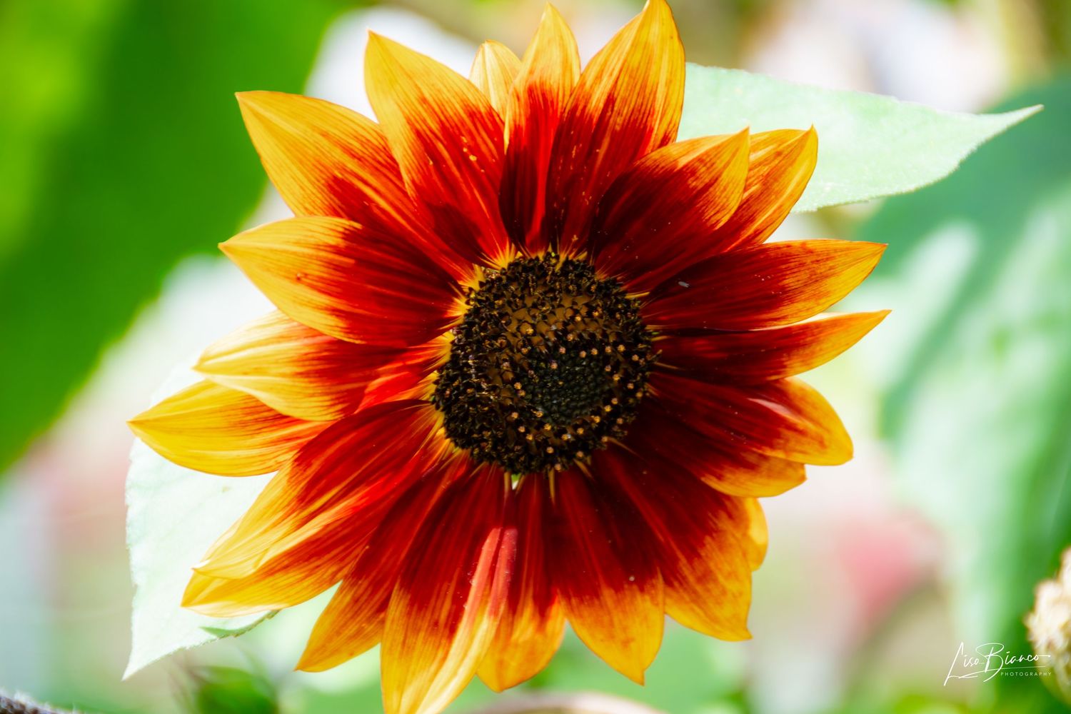 A vibrant red and orange sunflower with a dark center blooms against lush green leaves in bright sunlight.