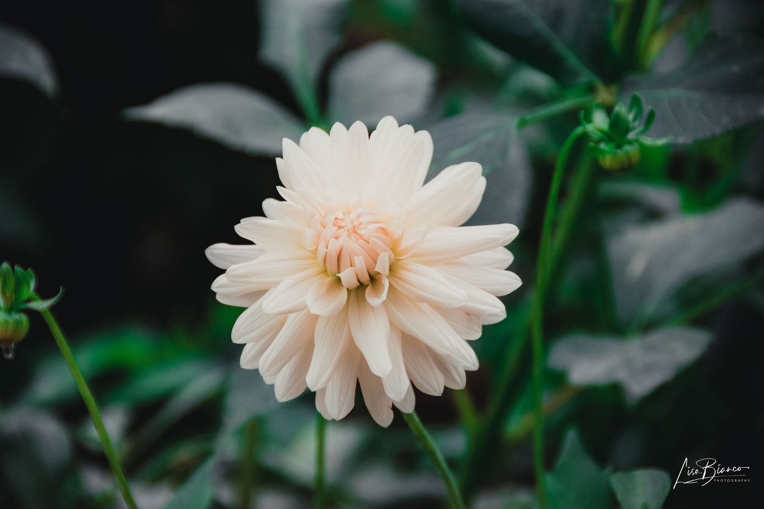 A delicate white dahlia flower in full bloom surrounded by dark green leaves in a moody garden setting.
