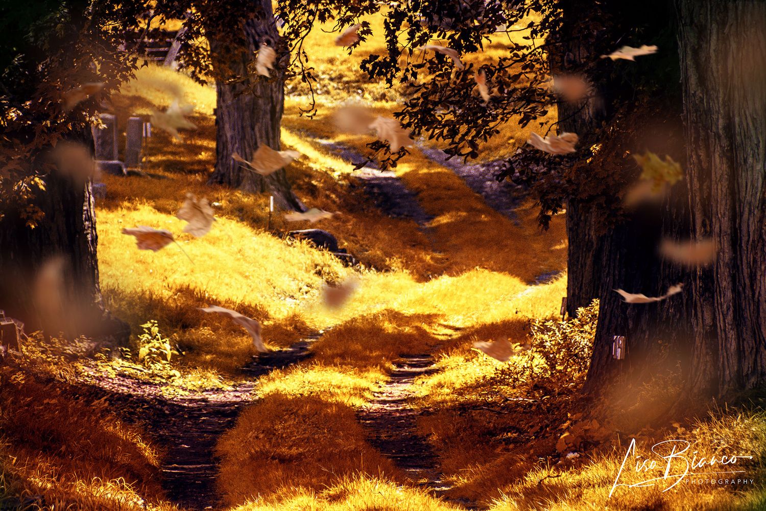 Golden autumn sunlight filters through ancient trees in a mystical forest cemetery, casting warm rays on fallen leaves.