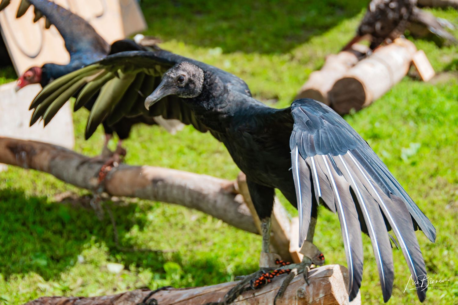 A black vulture spreads its wings while perched on a wooden log in a green outdoor enclosure.