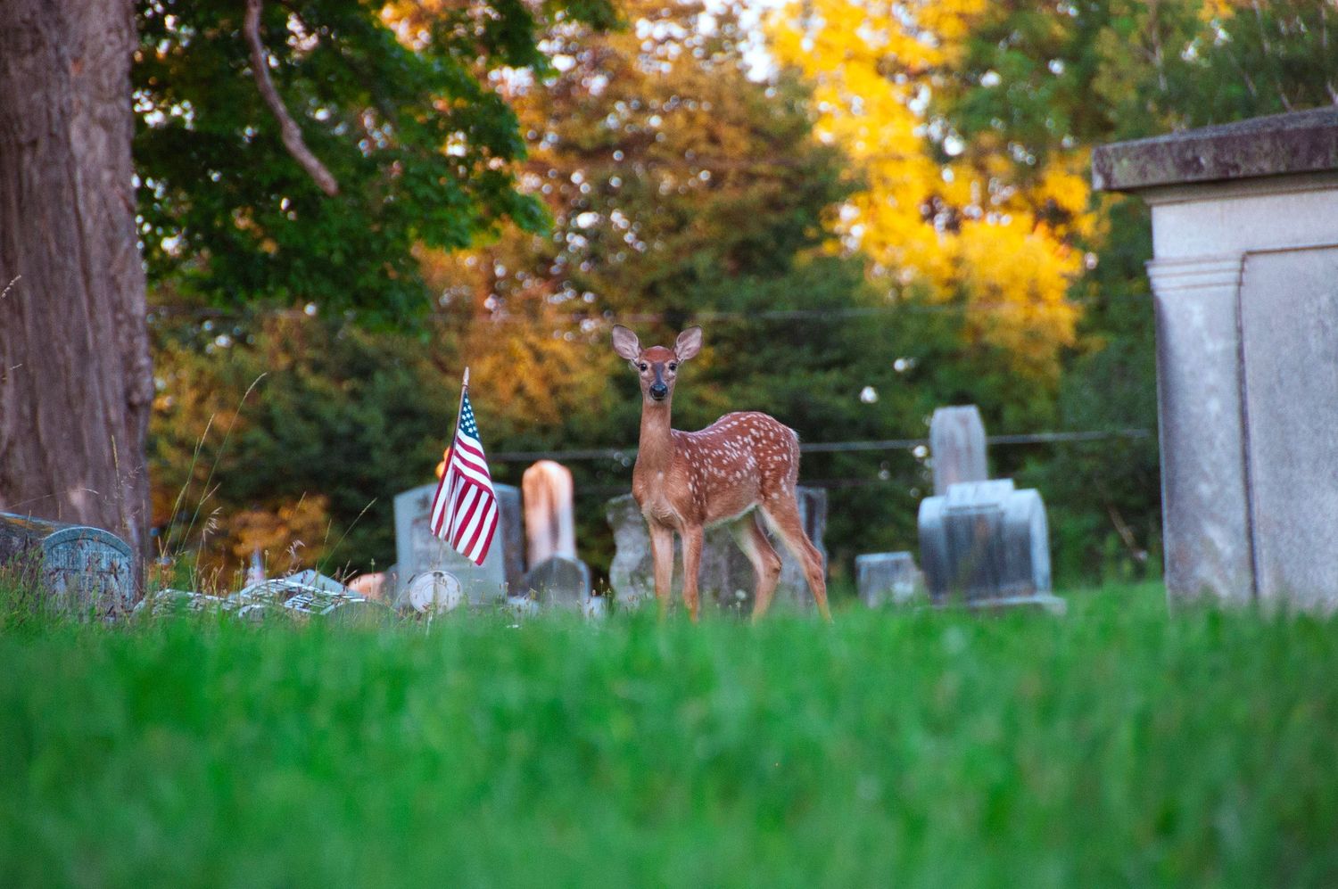 A spotted fawn stands among gravestones and an American flag in a lush green cemetery with autumn trees.