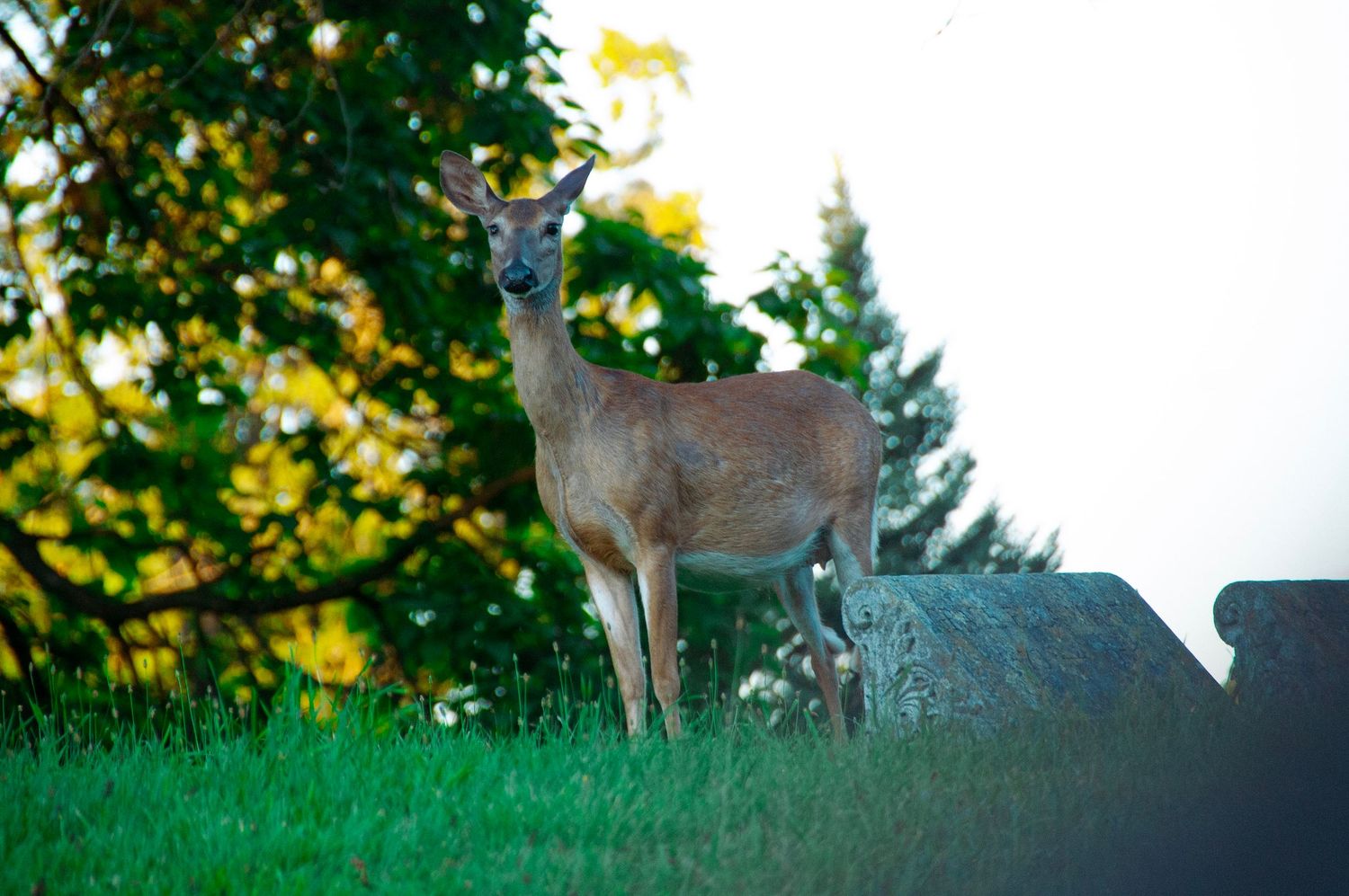 A young white-tailed deer stands alert on green grass near a stone wall with trees in the background.