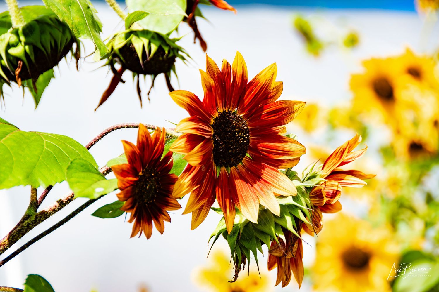 Red and yellow sunflowers blooming in a sunny garden with green leaves and bright sky background.