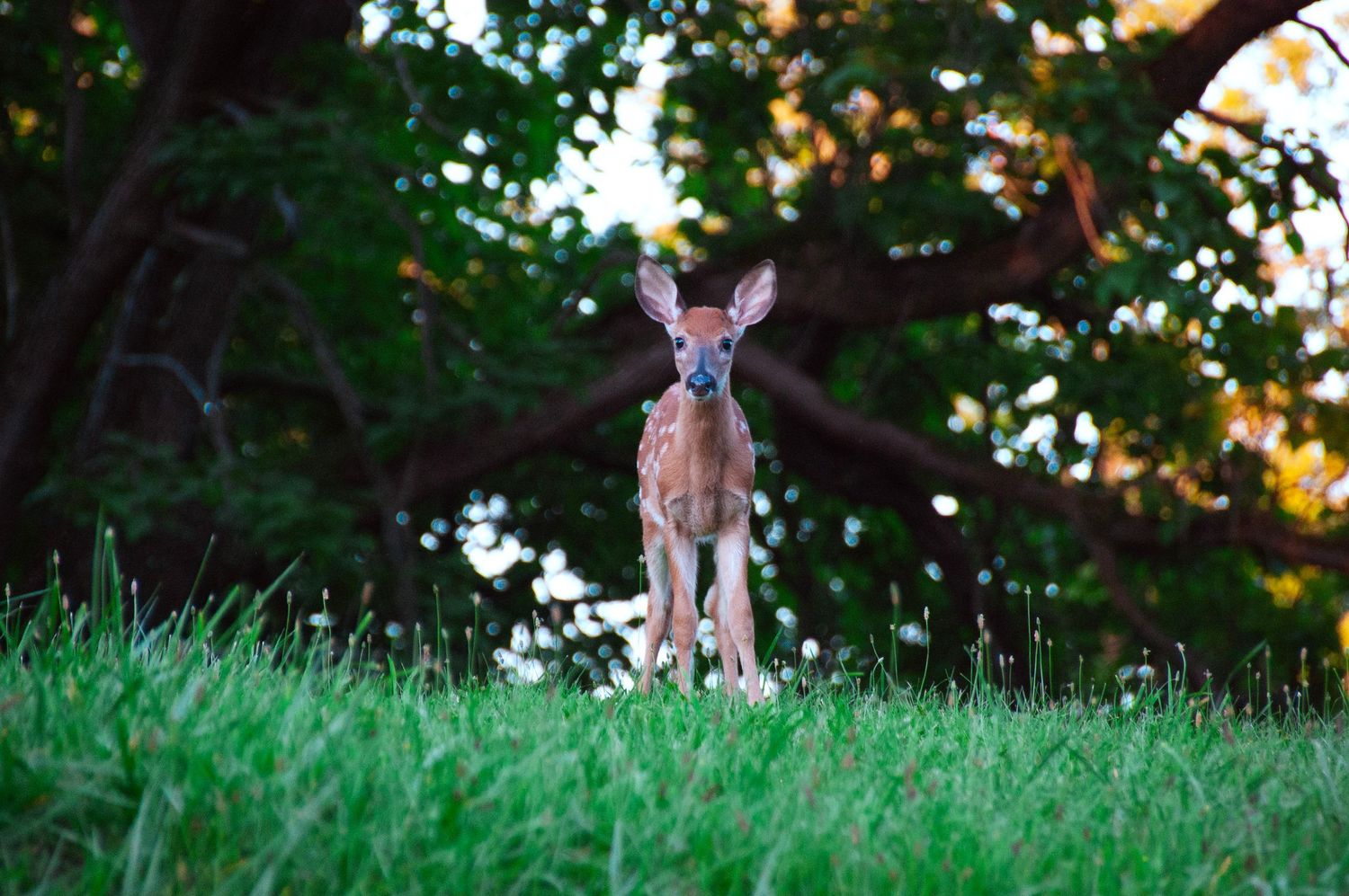 A young white-tailed deer fawn stands alert on lush green grass with trees in the background.