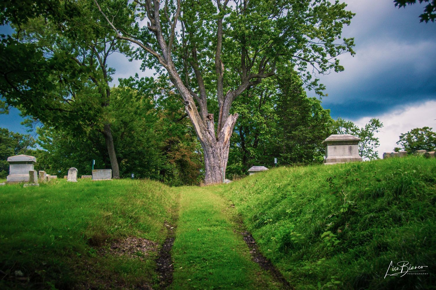 Lush green cemetery with a large white tree, stone monuments, and dramatic cloudy sky in a serene outdoor setting.