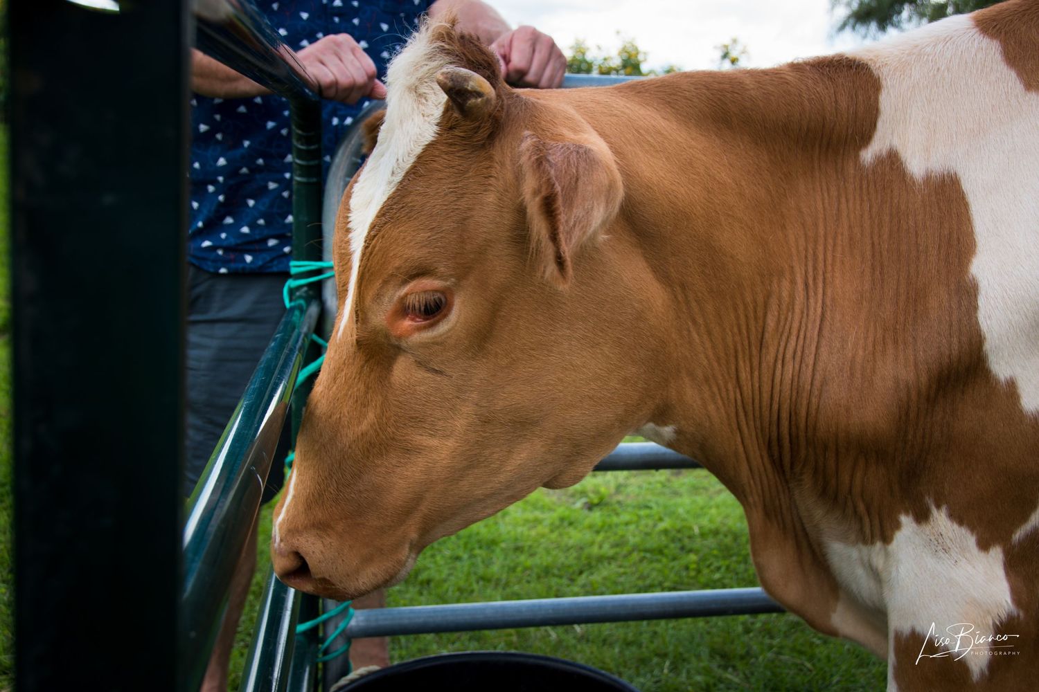 Close-up of a brown and white cow being handled at an outdoor agricultural show on a sunny day.