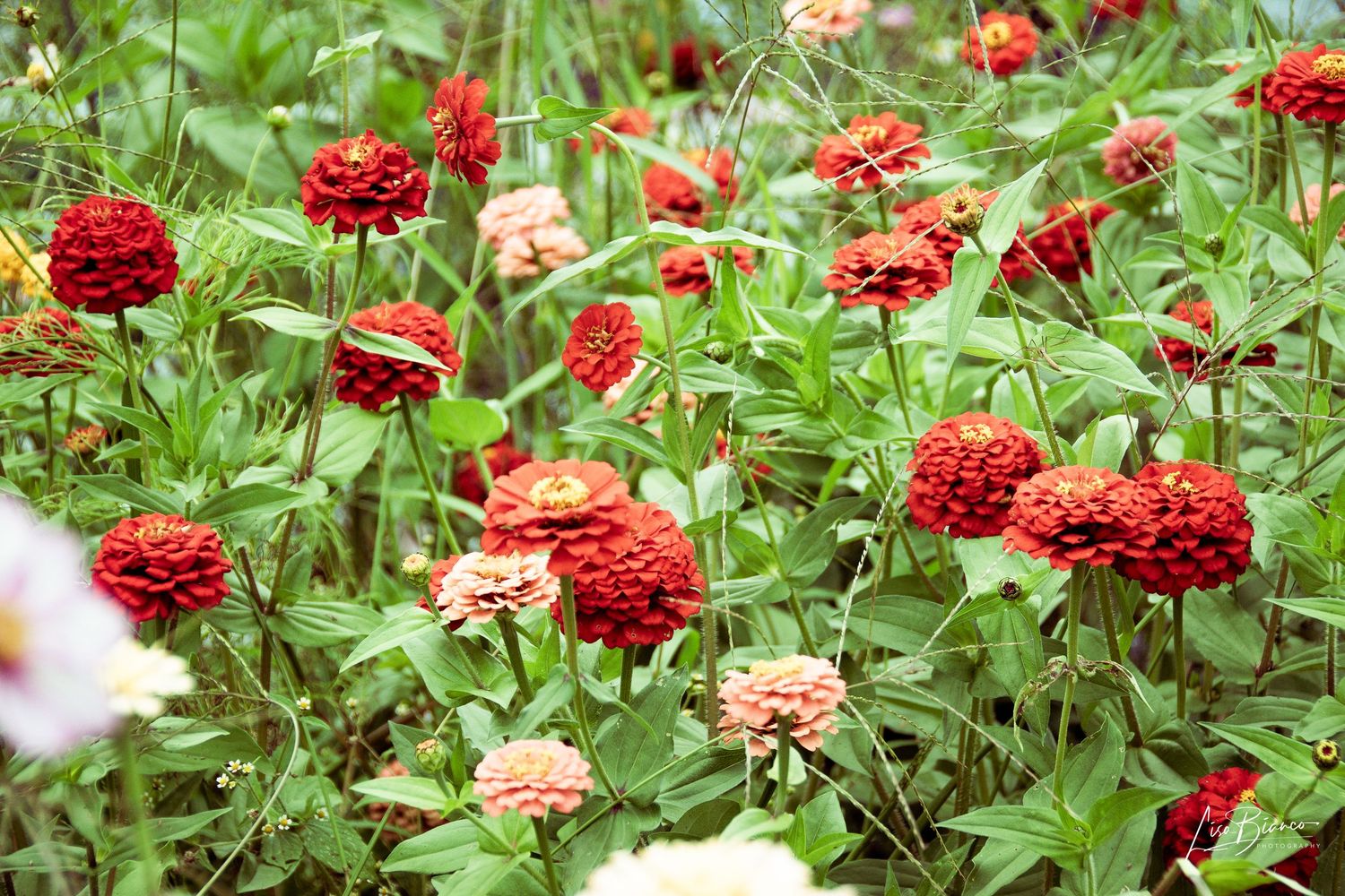 Vibrant red and peach zinnia flowers blooming in a lush green garden bed.