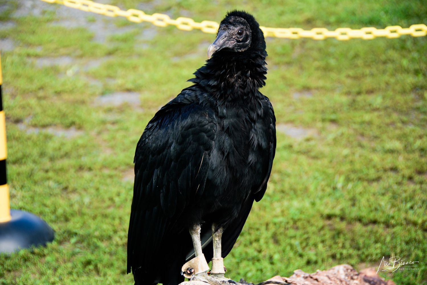 A black vulture perched on a rock in front of a yellow chain fence with green grass background.