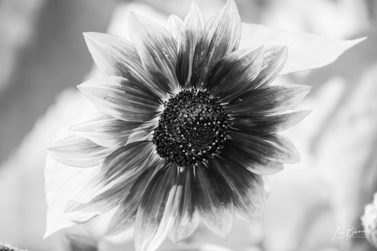 Black and white macro photo of a sunflower with dark center and delicate petals in soft focus background.