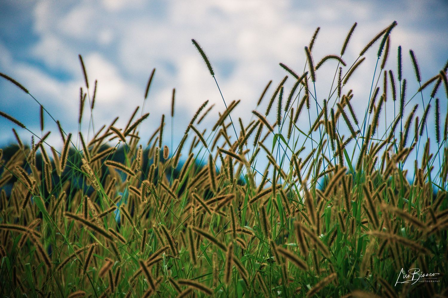 Close-up of tall green grass with golden seed heads swaying against a cloudy blue sky in a lush meadow.