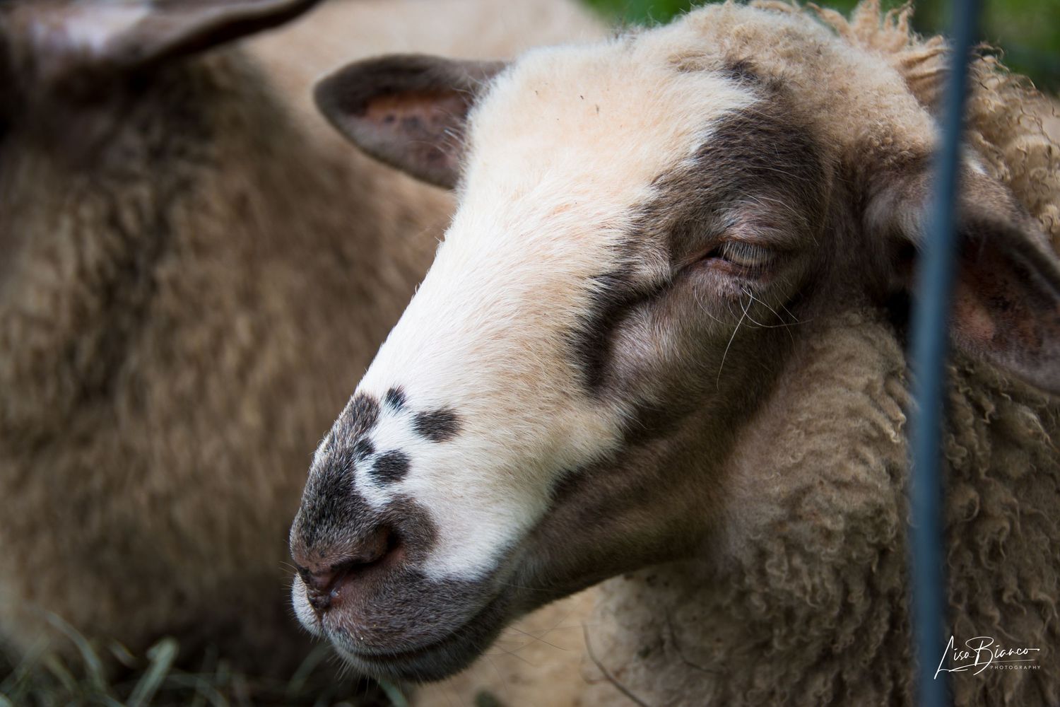 Close-up portrait of a sleepy white and brown sheep with closed eyes resting among other sheep outdoors.