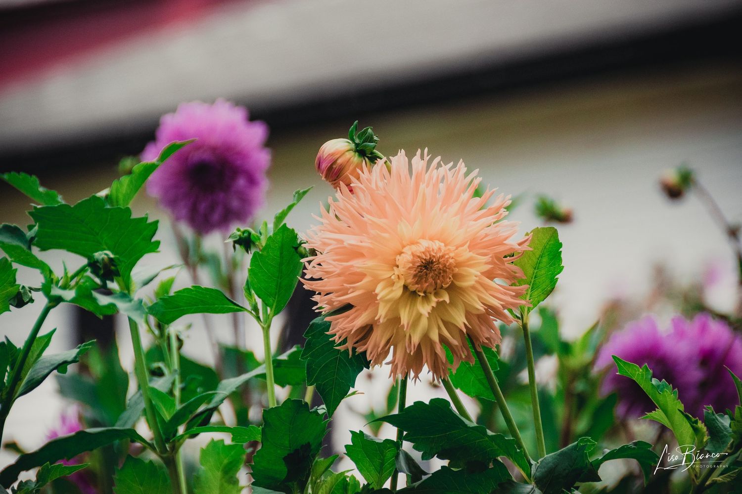 A peach dahlia bloom surrounded by purple dahlias and green foliage in a garden setting.