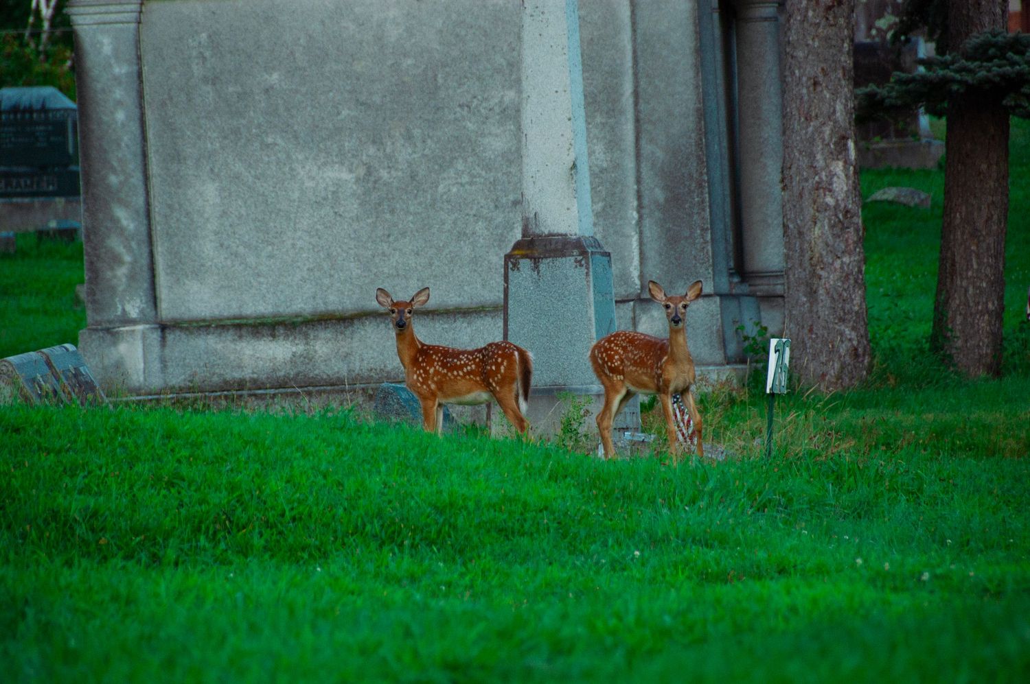 Two spotted fawns stand on lush green grass near stone monuments in a peaceful cemetery at dusk.