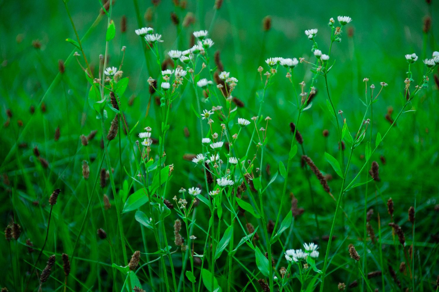 Lush green meadow with delicate white wildflowers and tall grass blades in a natural outdoor setting.