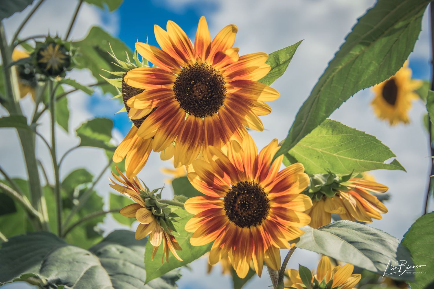 Vibrant sunflowers with red and yellow petals bloom against a blue sky with clouds in a sunny garden.